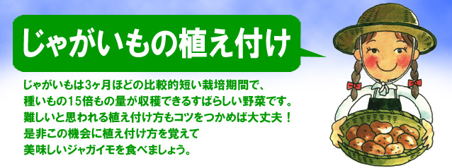 じゃがいもの植え付け